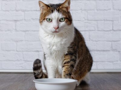 Cat Food