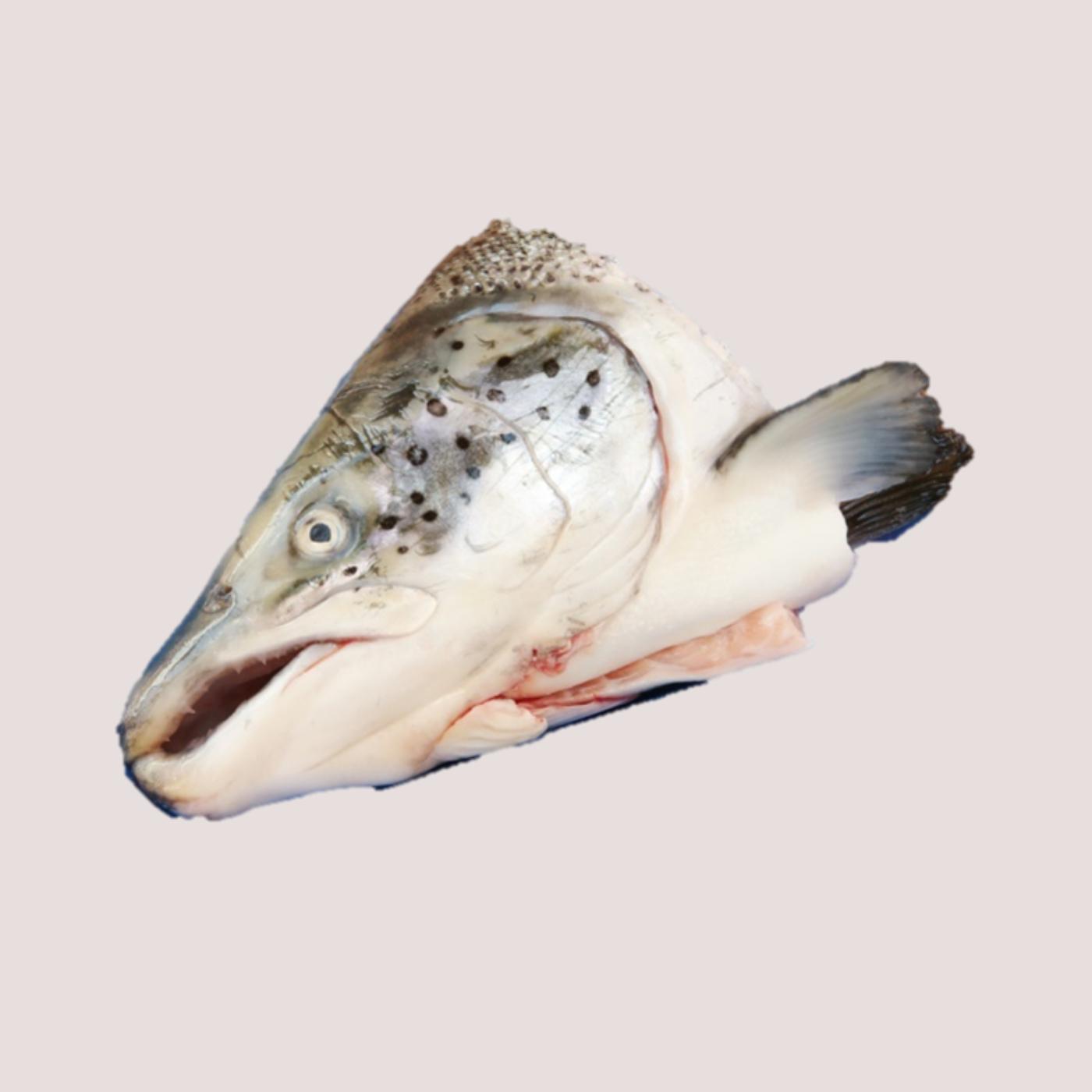 Raw Salmon Head x3 Kiezebrink Salmon Heads x2