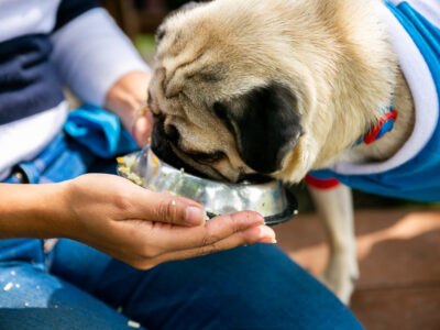 Dog Food