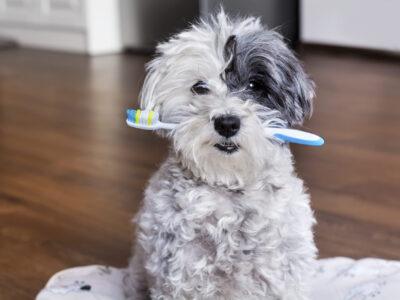 Dog Dental Chews