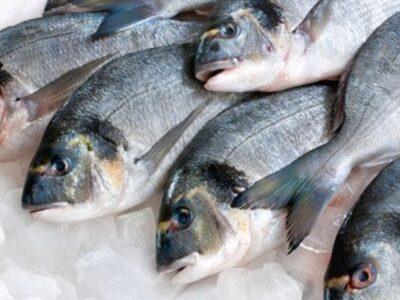Raw Fish for Dogs