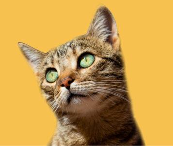 category header cats