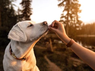 Dog Training Treats