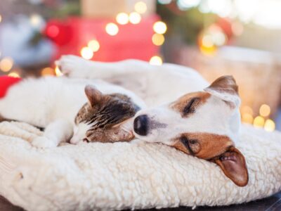 Christmas For Dogs