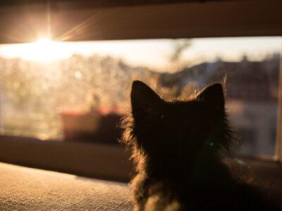 Cat Travel Equipment