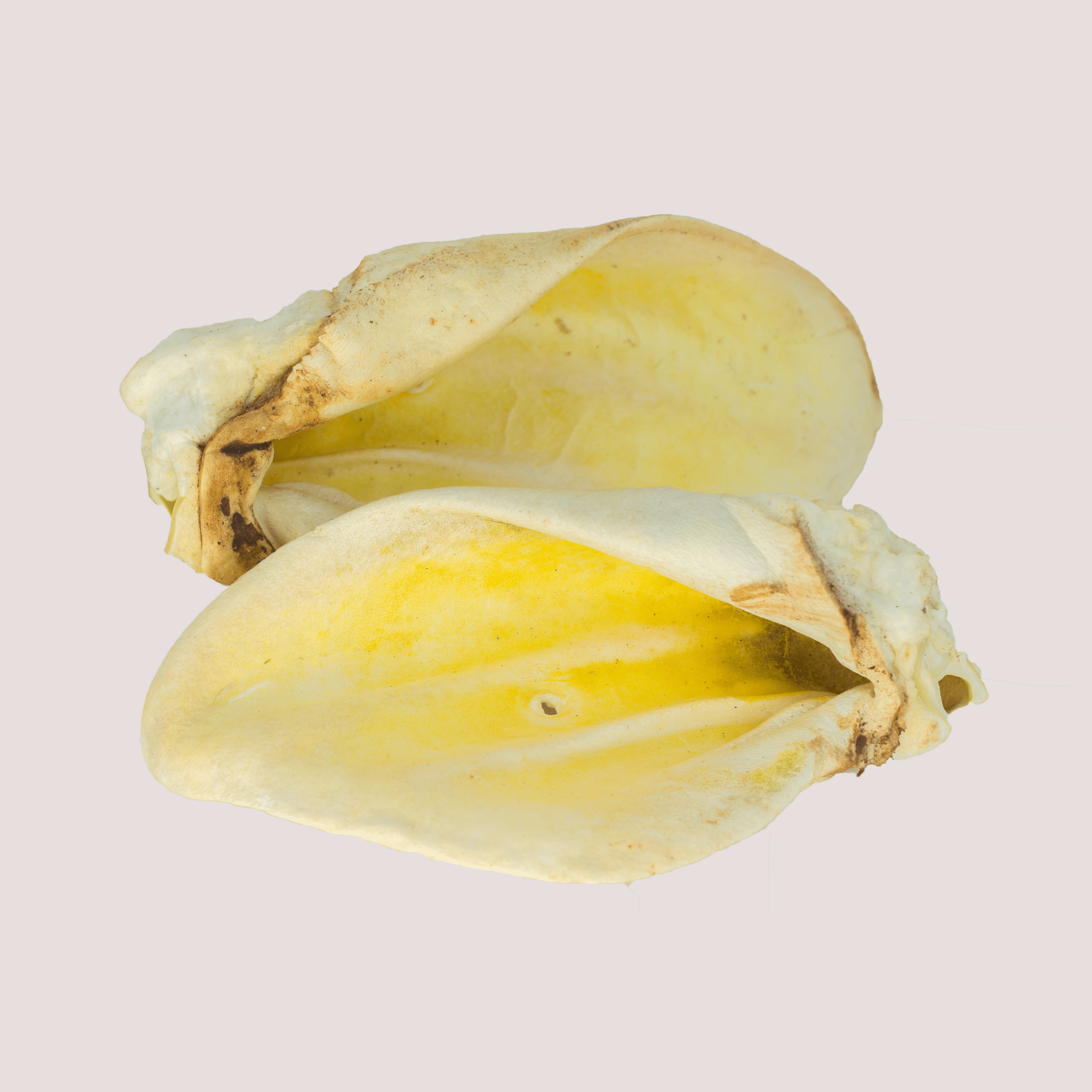 Puffed Cow Ears
