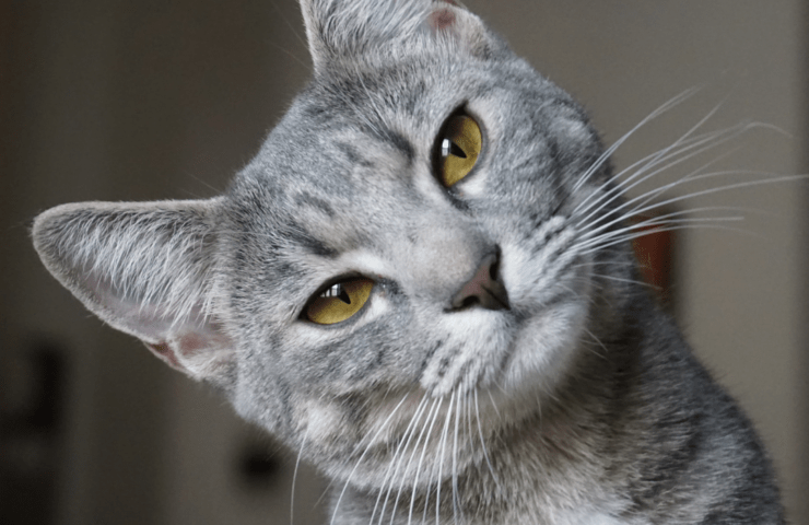 cat microchipping