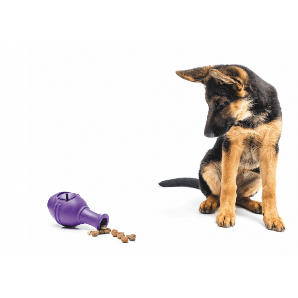 Picture of a dog with a reward toy