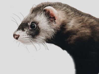Raw Ferret Food