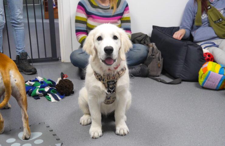 Cleo the Labrador visiting Puppy Natter