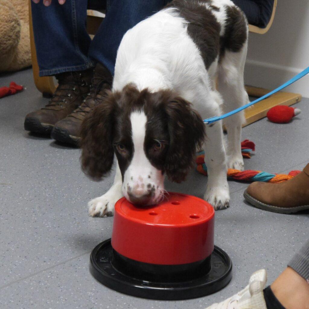 puppy natter