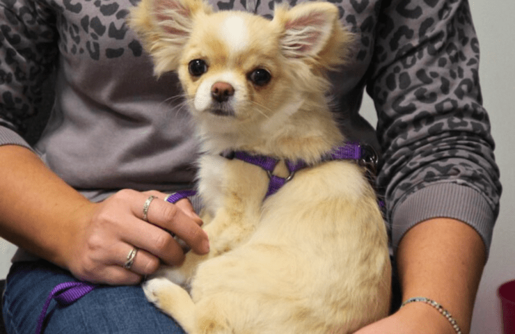 Chihuahua at Puppy Natter