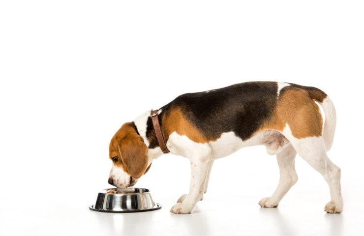 dog tasting dried food
