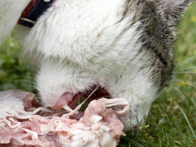 Raw Cat Food