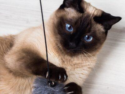 Cat Toys & Puzzles