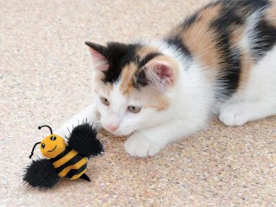 Cat Soft Toys