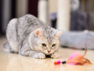 Cat Wands & Attachments