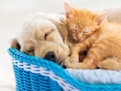 Cat Beds & Blankets