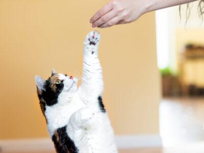 Cat Training Equipment