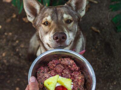 Raw Dog Food