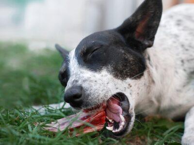 Frozen Dog Treats
