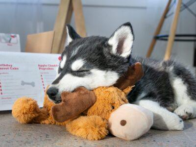 Dog Soft Toys