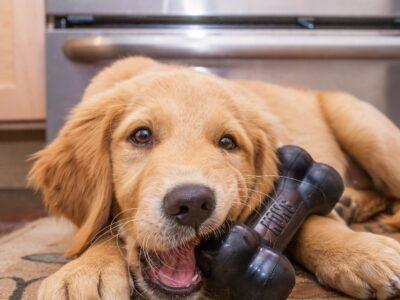 Dog Chew Toys