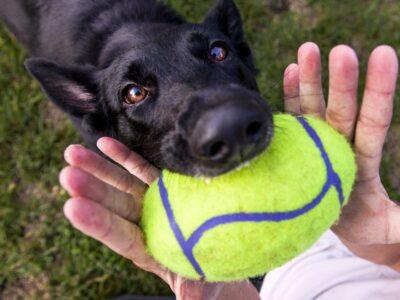 Dog Balls & Frisbees
