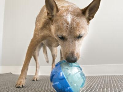 Dog Interactive Toys & Puzzles