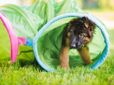 Dog Training Equipment