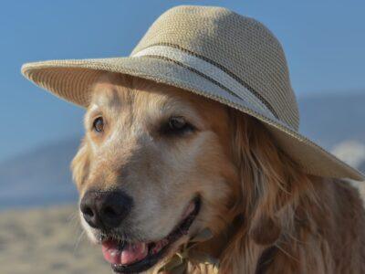 Dog Travel Equipment
