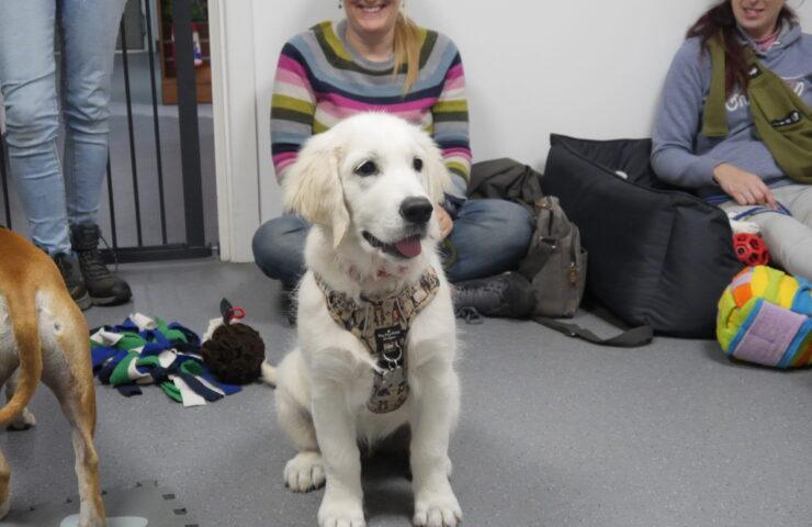 puppy natter on Saturday 20th July