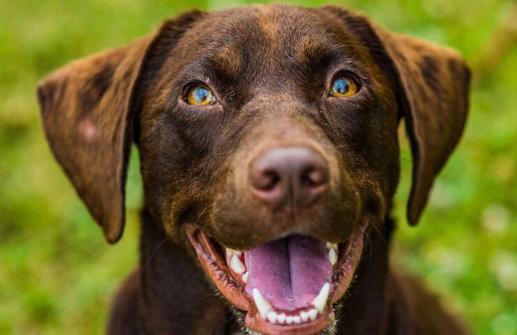 dog image - pet food supplements