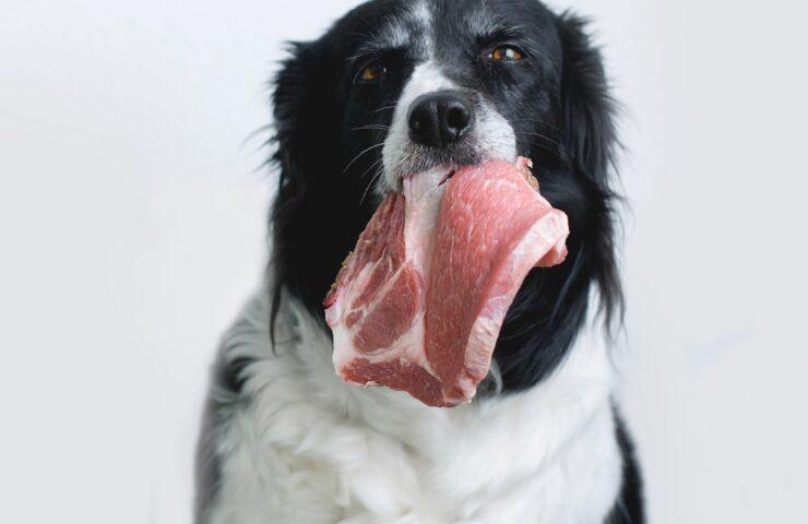 raw pet food diet blog image
