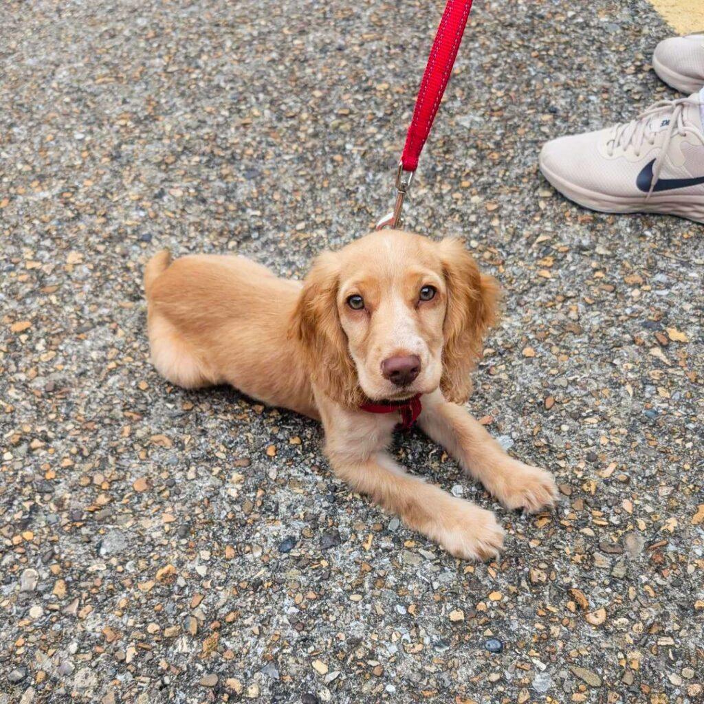 Puppy at Puppy Natter on Saturday 14th September