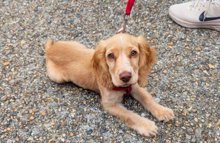 Puppy at Puppy Natter on Saturday 14th September