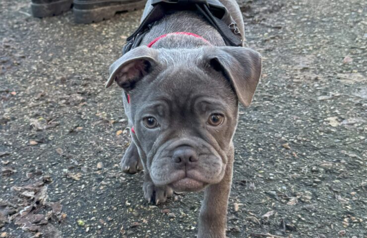 Saturday 14th June – Puppy Natter