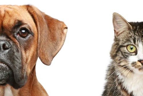 A curious case of anti-consumerism by a pharmaceutical company (worming blog)