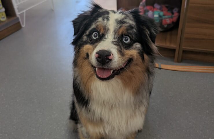 Saturday 12th July – Puppy Natter