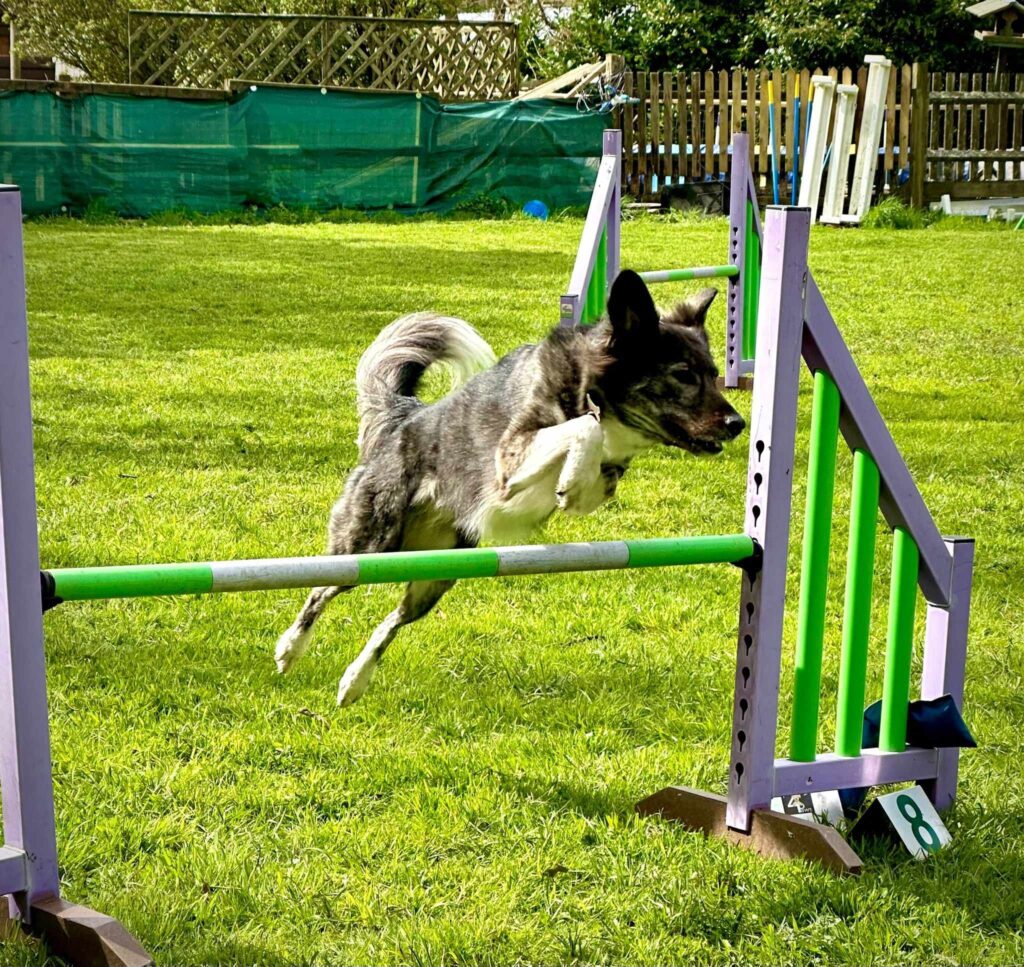 https://www.eventbrite.co.uk/e/physiotherapy-for-dogs-tickets-1372410509779?aff=oddtdtcreator