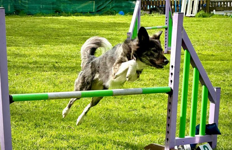 https://www.eventbrite.co.uk/e/physiotherapy-for-dogs-tickets-1372410509779?aff=oddtdtcreator