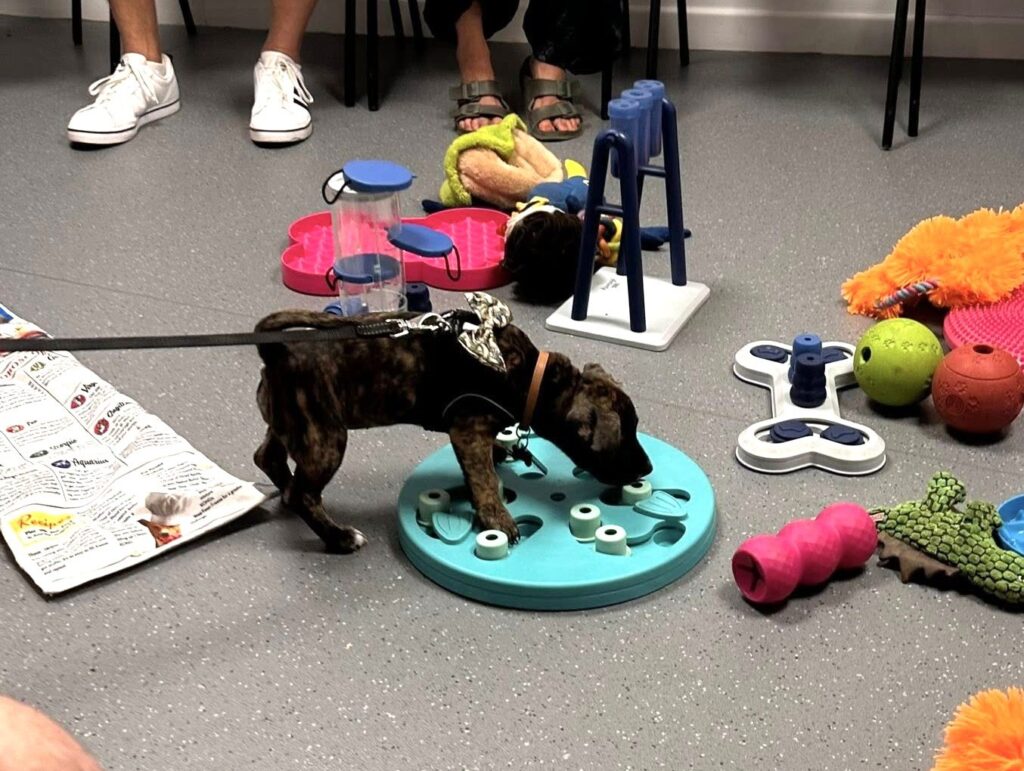 Puppy Natter - August 2025