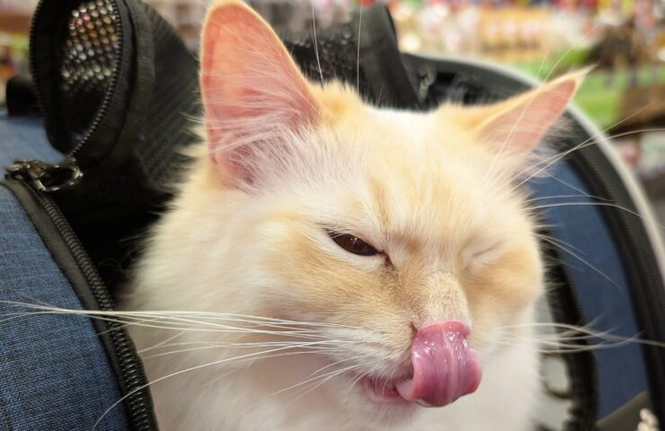 Purr-fect ways to celebrate International Cat Day with Healthy Pet Store