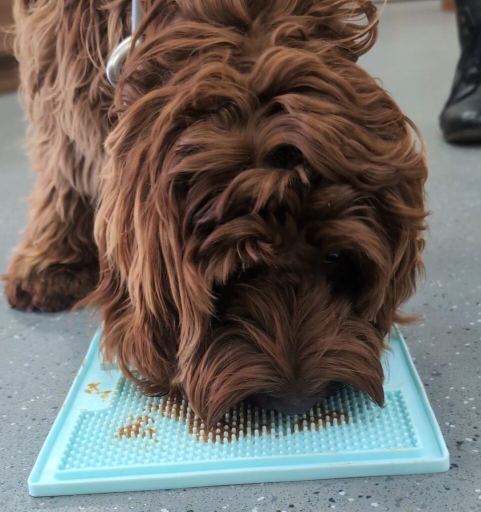 Understanding Dog Enrichment