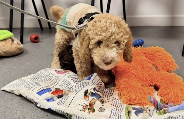 puppy natter feb