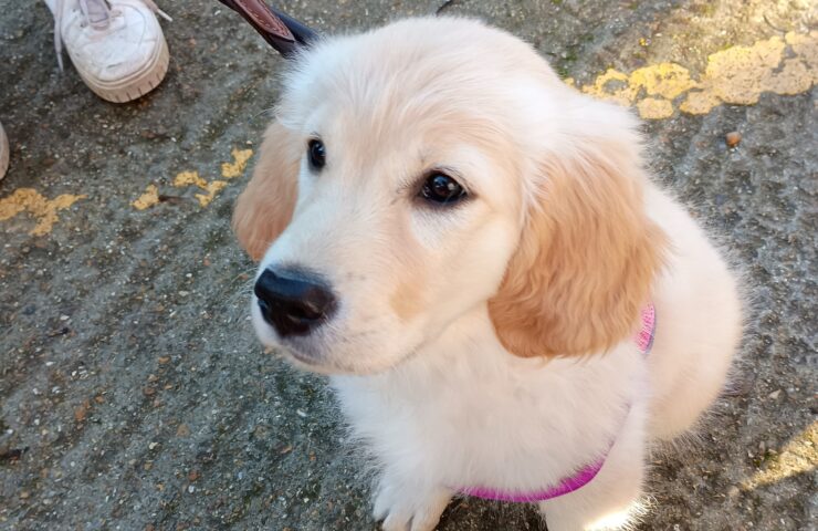 March Puppy Natter