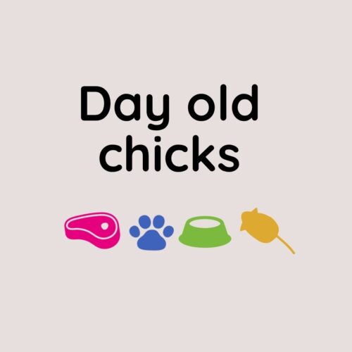 Day Old Chicks 10kg