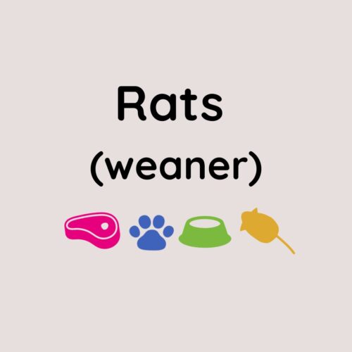 Kiezebrink Large Weaner Rats x5 (60-90g)