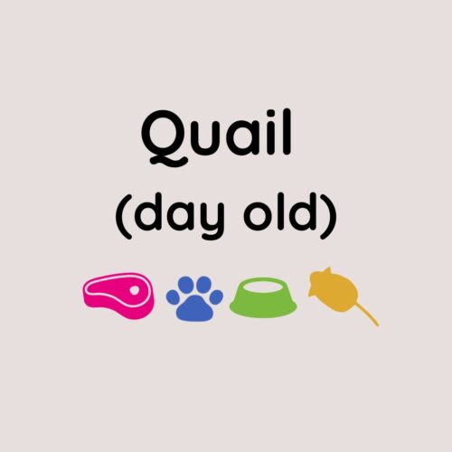 Whole Day Old Quail x10