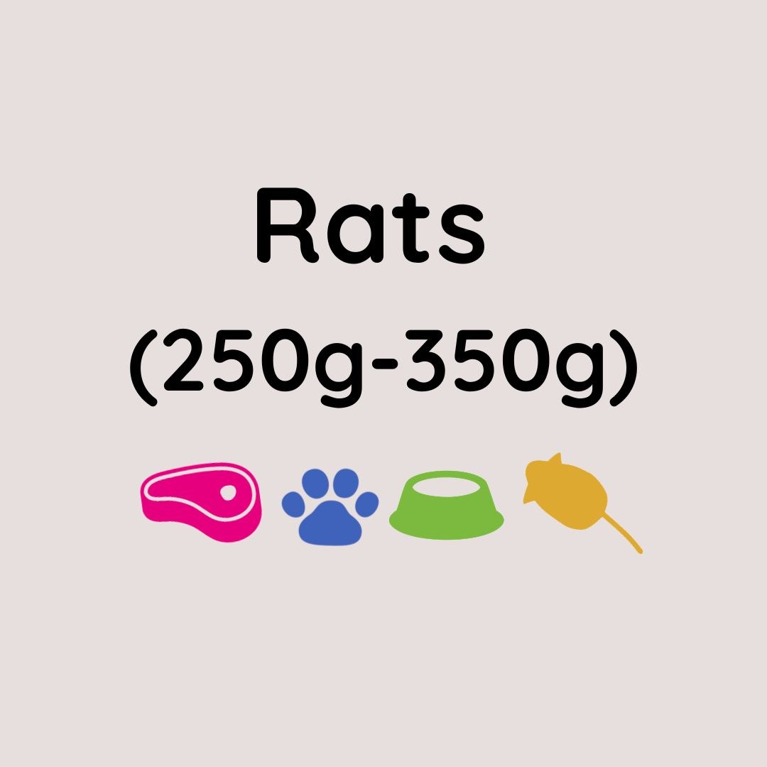 Kiezebrink Large Rats x5 (250-350g)